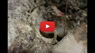 Desert Froglet - Crinia deserticola