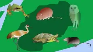Regionally Endangered Animals