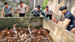 Brave Hunter Rescues 100 Cobras From Water Tank