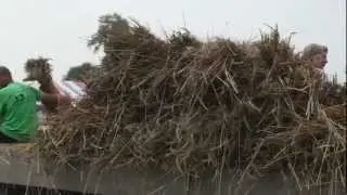 Faluintjes-Pikkeling binnenrijden haan - Anna en haar liereken
