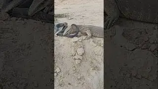 Monitor Lizard vs Cobra Wildlife encounter #naturelovers #monitorlizard #snake