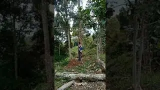 Looking fo Mindanao Endemic Cinnamon Ibon (Hypocryptadius cinnamomeus)