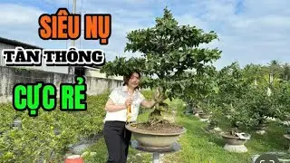 Hàng Siêu Khủng,Xã Cực Rẻ,Siêu Bông Bình Lợi,Già Mùa,Siêu Nụ,Tàn Thông-5/1/26-Vườn Mai Thùy Trang.