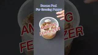 Banana Peel for Growing Pepper [AMAZING FERTILIZER) #shorts #shortvideo #bananapeelfertilizer