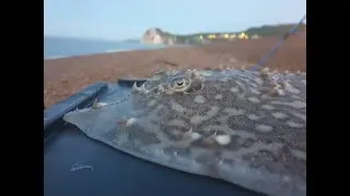 Fishing Dover|Rays and bass| Sea Fishing Kent