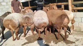 😱🇰🇬 BO'G'OZ BIR HAFTADA TUG'ADIGAN ARASHAN PARODA QO'YLAR KELDI😱 #arashan #qochqorboqish #rek #qoy 