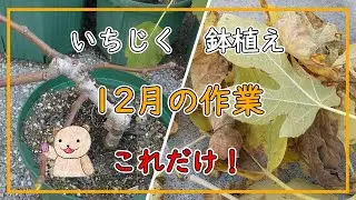【いちじく】12月の作業はこれだけ！