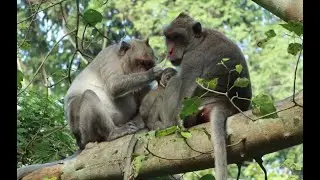 Jane Mom Monkey Lost Her Daughter Janet Monkey ,Jane Stay With Janna On Buddha Tree