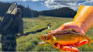 Catching Brook Trout Out Of Tiny Stream