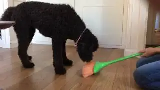 This dog is afraid of a broom
