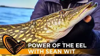 Power of the Eel - with Sean Wit