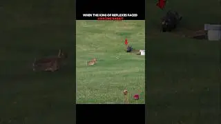 The King of Reflexes vs a Racing Rabbit! #trending #animals #wildlife #youtubeshorts #cat #rabbit