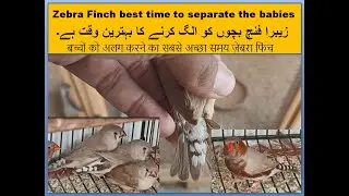 Zebra Mutation Finches best time separate babies | Finches | birds breeding | Birds | all birds
