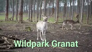 Spaziergang im Wildpark Granat