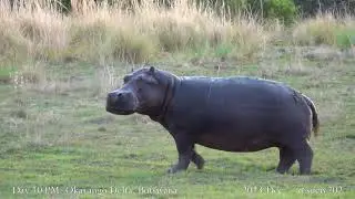 mohawk lion and the hippo - part 6 - hippo snorts, doesn't see lion