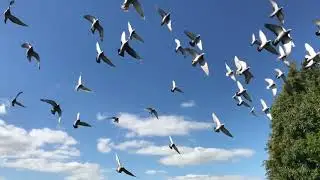 group of birds flying in the sky