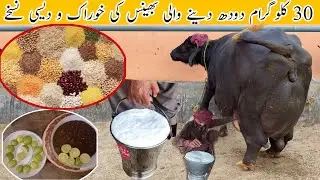 Milk Competition mein 30 Kg Milk wali Buffalo k Perfect Diet Plan / How to get maximum buffalo Milk