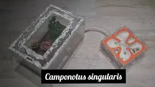 Camponotus singularis | AntOnTop