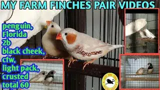 my farm finches pair videos | தமிழ் | erode | black cheek | penguin | Florida | 2b | crusted | cfw