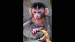 Wow!  Beautiful newly baby monkey