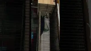 Monk trying to take cuttle bone inside nest box