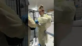 Образцы, взятые у милых щенков.