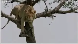 Dayaram Tau & Khachedu funny moment #comedy #viral #funnyanimals #animals #funny #memes 