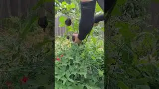 Harvesting Mitoyo Eggplants and Sharing Extra Produce