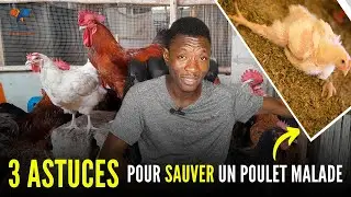 Partie 13: 3 ASTUCES pour SAUVER vos POULETS MALADES Aujourd'hui (élevage du poulet local) investir