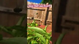 Fly speed Slow Motion breakdown-so fast you can&rsquo;t even comprehend. Slowed down to see what happens👀