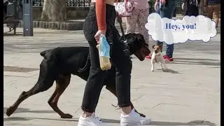 Calm Doberman Pinscher Ignores Barking Smaller Dog
