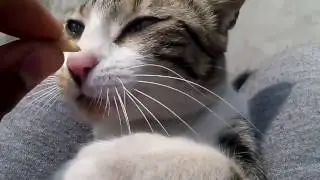 LOVE FOREVER - {For Animal Lovers}