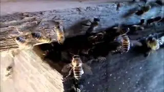 Enxamea&ccedil;&atilde;o de abelhas-africanas (Apis mellifera scutellata)