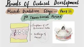 Dental Development: What happens during the mixed Dentition period ? || 1st Transitional Period