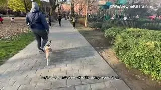 Khali Goes To Hamilton Park | Jersey City Dog Training