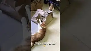 The Purrfect Balance: Stress Relief & Chaos in One Package!