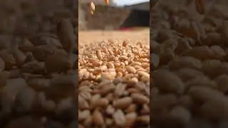 Beautiful Wheat🌾 View || Wheat Field at Sunset ||@SanjuAllRounderVlogs