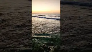 #awesome #sunset #shark #caymanisland #caymanbrac