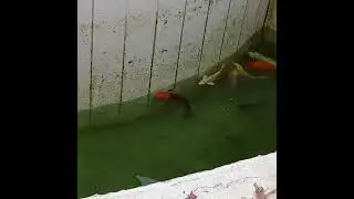 fish jumping out of water| my kio pond | fish jumping