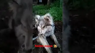 #собакен Аким#help #dog #нужнапомощь #ищудом #животные