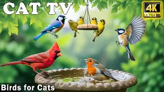 Therapy TV for Cats: Soothing Bird Chirps & Activity to Calm Cats and Reduce Stress😸 Videos for Cats
