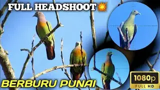 BERBURU PUNAI SANGAT BANYAK DI SPOT RAHASIA ❗
