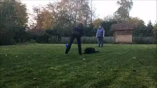 Obedience Tofte, Flat-Coated Retriever