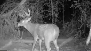 Nature Camera-Blizzards, Winter, Deer