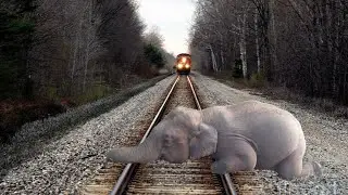 Crazy Sleeping Baby Elephant vs Train - Stops the train - BeamNG.Drive