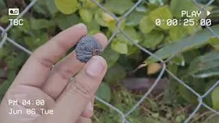 mini garden vlog |aesthetic 🤍