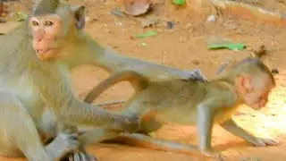 VERY HURT BABY MONKEY @LIVE MONKEY CHANNEL