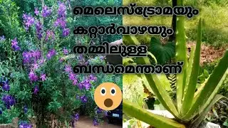 Melastoma plant water propagation | Nunuuz World
