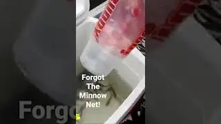Fast Tip -minnows