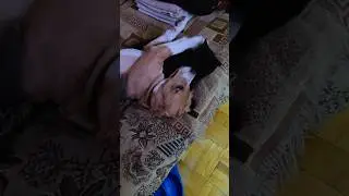 Любофф #pov #beagle #puppy